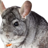 photo - grey chinchilla, with 2 pinkish ears, long tail, very short snout, small nose, black eyes, very cute in the face, with long whiskers, eating a carrot, which is in his paws