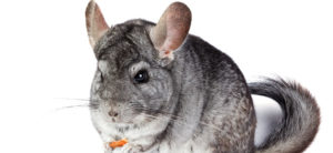 photo - grey chinchilla, with 2 pinkish ears, long tail, very short snout, small nose, black eyes, very cute in the face, with long whiskers, eating a carrot, which is in his paws