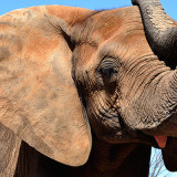 banner - head shot of mickey, African Elephant, displaying large ear, and trunk salute, tongue sticking out, skin is very wrinkly