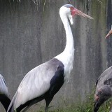 Wattled Crane at the Louisville Zoo