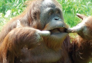 Orangutan at the Louisville Zoo