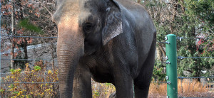 banner - Asian Elephant, punch, with small ear, and just hanging out in enclosure