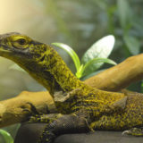 photo - side view shot of komodo dragon, greenish, brown color over body, shows leg and claws, flat had, large eye, harrow huzzle, sitting by a brown stick