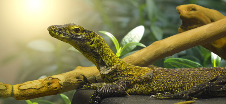 photo - side view shot of komodo dragon, greenish, brown color over body, shows leg and claws, flat had, large eye, harrow huzzle, sitting by a brown stick