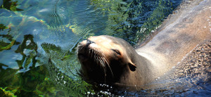 banner - California Sea Lion, swimming in its pool, face has small eyes, tiny ears, and lots of whiskers