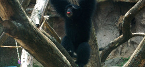 banner - Siamang monkey playing among trees in its enclosure