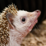 photo - African Pygmy Hedgehog, side view of face, neck to should of body. body hairs are tan, brown spikey, face is white with brownish tint on snot of nose, neck hair is also white, dark eye, has whiskers, one ear shown, tan in color