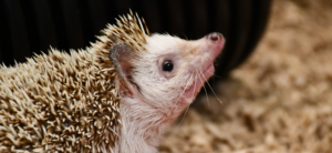 photo - African Pygmy Hedgehog, side view of face, neck to should of body. body hairs are tan, brown spikey, face is white with brownish tint on snot of nose, neck hair is also white, dark eye, has whiskers, one ear shown, tan in color