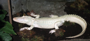 louie the white alligator