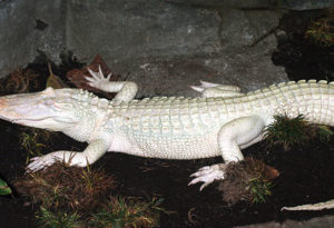 louie the white alligator