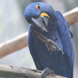 photo - Hyacinth Macaw, all blue color feathers, eye with yellow trim, yellow feathers on face at black curved beak, sitting on branch.