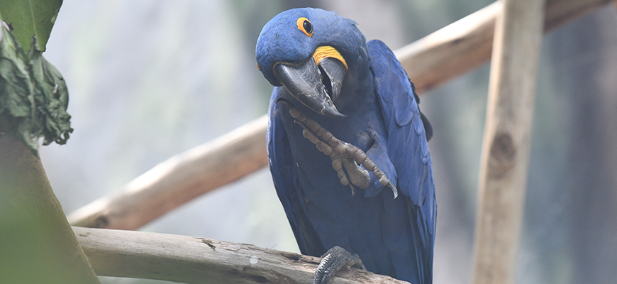 photo - Hyacinth Macaw, all blue color feathers, eye with yellow trim, yellow feathers on face at black curved beak, sitting on branch.