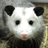 photo - head shot of opossum, face fur is white, with black ears, touch of grey on top of head, black eyes, short snout, pink nose, with lots of whiskers, rest of body is grey fur
