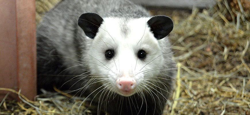 Opossum in malay