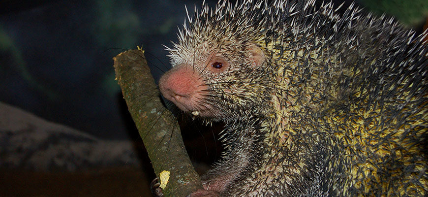 photo - prephensile tailed porcupine, head shot of his pinkish muzzle and nose, with great shot of his quills around his face and body, small black eyes, small ear, and one small tooth protruding from his mouth