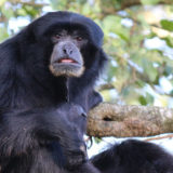 photo - Siamang monkey, black hair, face all black also, 2 black eyes, rounded short snout, tongue sticking out, sitting on tree limb