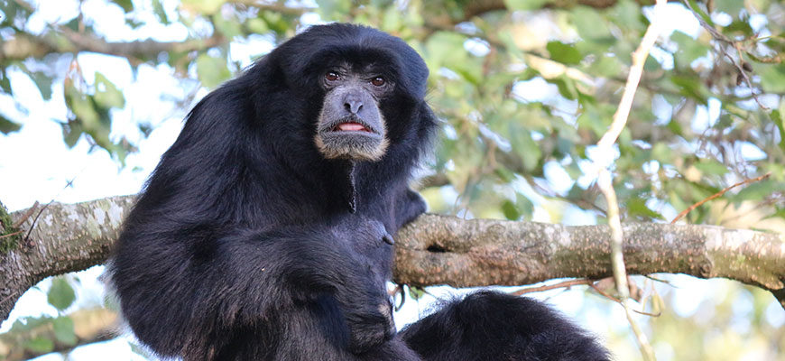 photo - Siamang monkey, black hair, face all black also, 2 black eyes, rounded short snout, tongue sticking out, sitting on tree limb