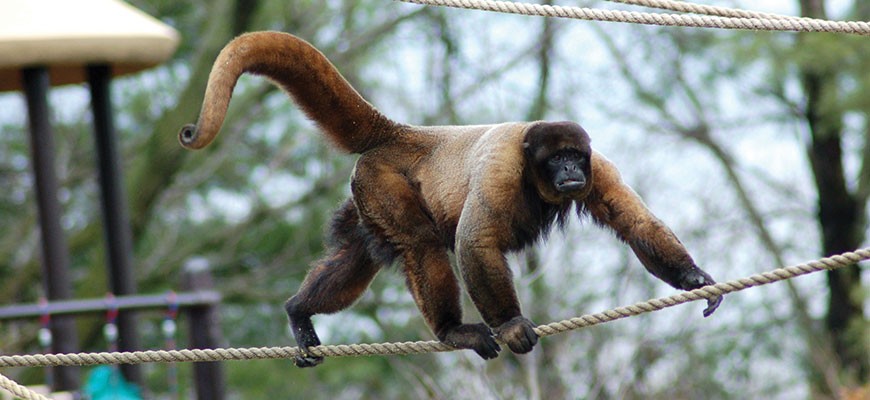 Woolly Monkey at the Louisville Zoo