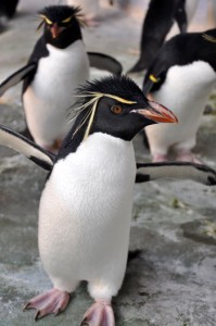 Penguin at the Louisville Zoo