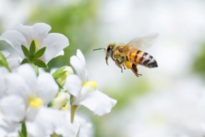 The Buzz on Bee Gardens