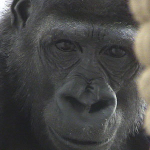 Gorilla at the Louisville Zoo