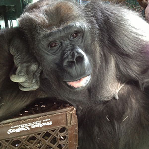 Gorilla at the Louisville Zoo