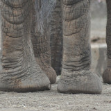banner - image of an elephant's ankles and feet, while its standing around in its exhibit