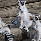 Lemurs at the Louisville Zoo