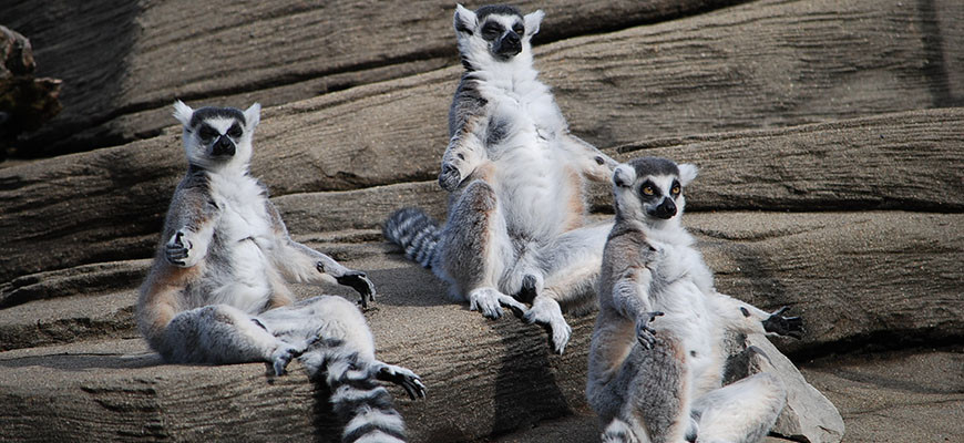 banner - the Lemurs, sunning themselves, at lemur mountain exhibit.