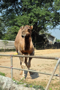 Camel at the Louisville Zoo