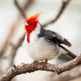 photo - Red Crested Cardinal, black wing, tail feathers; white neck and breast feathers, red face, chin, hair feathers, white small beak, sitting on a branch