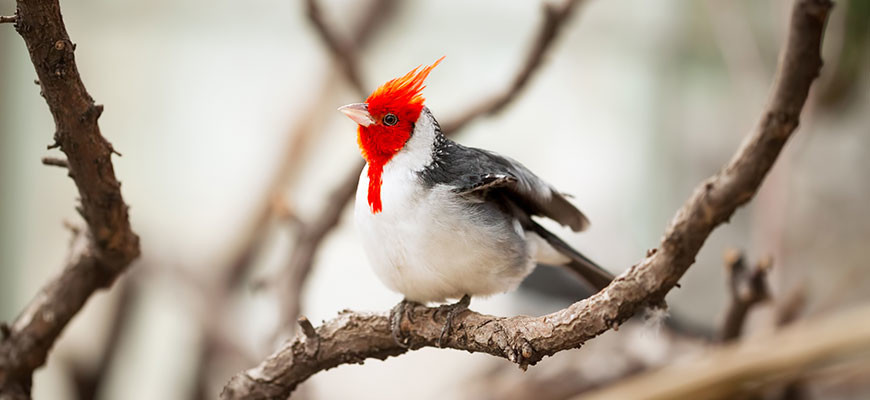 Red Crested Cardinal at the Louisville Zoo