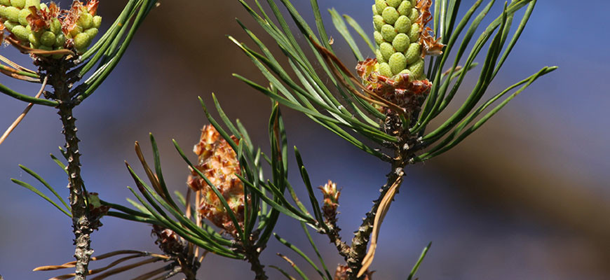 photo -evergreen plant, with green pods, very think long leaves, on spikey stem, with small flowers surrounding green pods