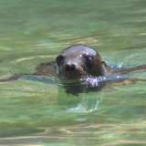 banner - Seal at the Louisville Zoo, swimming in its pool