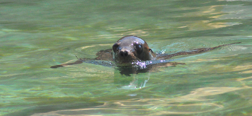 Seal at the Louisville Zoo
