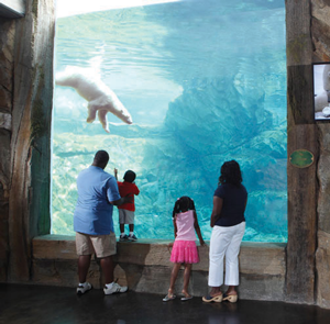 image - family looking thru water glass visitor viewing area at polar bear who is swimming under water, on a sunny day