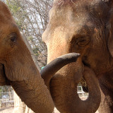 96 Elephants Released