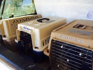 photo - On The Road Blog - kennels used to transport ferrets to and from a location safely, sitting in rear of a truck