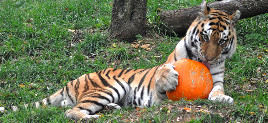 Tiger and Pumpkin