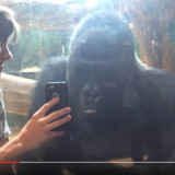 Gorilla Goes Viral