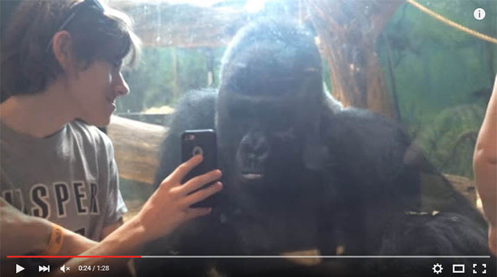 Gorilla Goes Viral