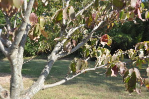 photo - Garden Talk - tree in garden, with multi limbs, branches, that has leaves that are green, underside of leaf is brown/red
