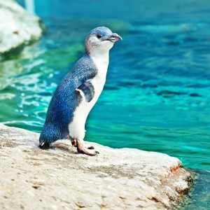 photo -Little blue penguin, blue from head, down back, to tail feathers, short flippers, blue, neck/chest area all white feathers, grey beak, standing on the rock