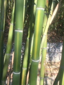 banner - Garden Talk - stalks of green bamboo