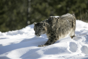 photo - Amazing Engaging New Year - snow leopard walking thru snow, grey fur with definitive markings of black designs over all the body and face