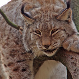 photo - Lynx at the Louisville Zoo, grey, brown, black marbled fur, black feather like tip on ears, yellow eyes, sitting in a tree, observing what's out there