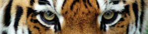 banner - Tiger Yellow Eyes, they have that menacing as he's looking at something