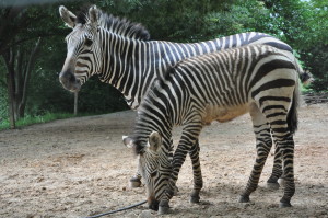 Zebra Babies