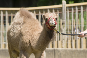 photo - baby camel Lulu (?) brownish, grey color, being led by keeper with red harness