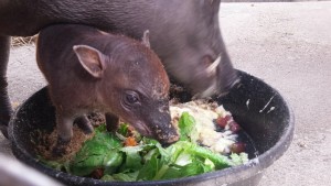 Zoo Babies - baby babirusa with mom, eating out of their bowl, baby's front legs, paws look to be inside the food bowl